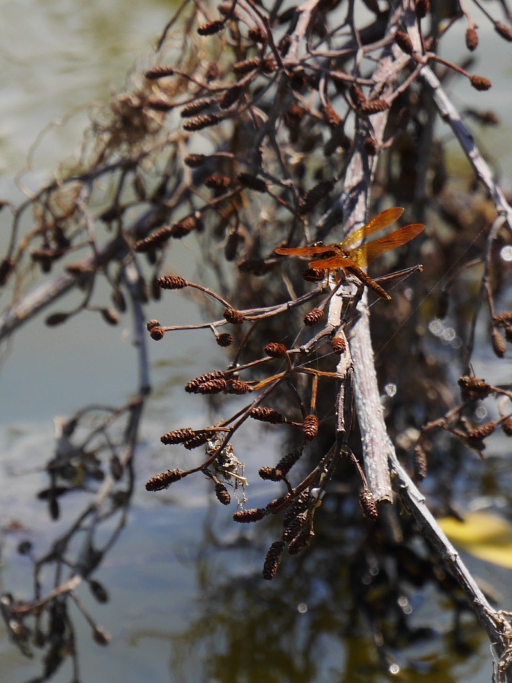 A dragonfly with a red body and orange wings perches on a branch over water.