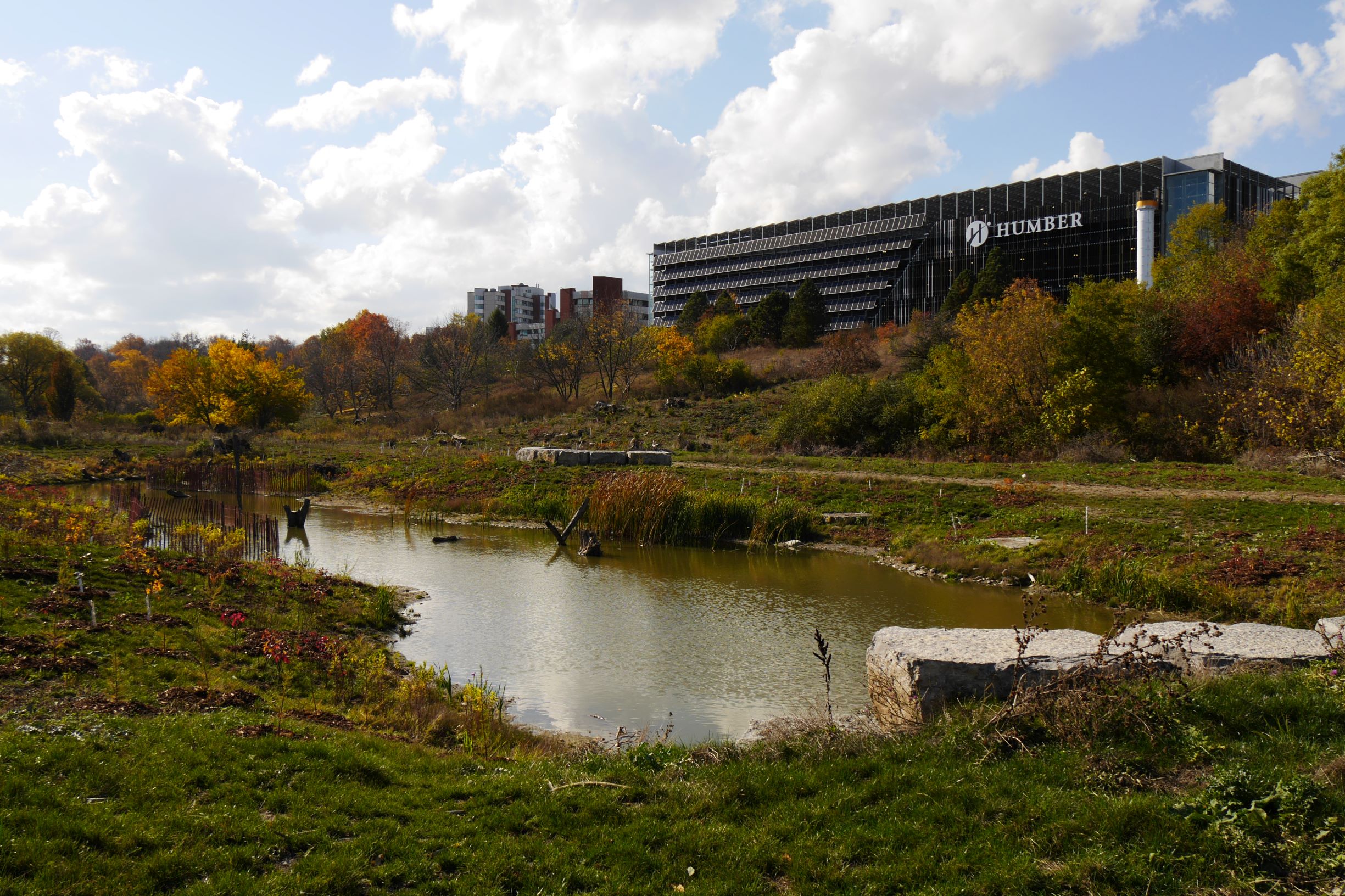 A wetland surrounded by grassy plants, with a view of a Humber College parking garage in the background.