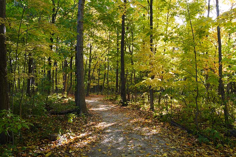Leafy green trees surround a forest trail.