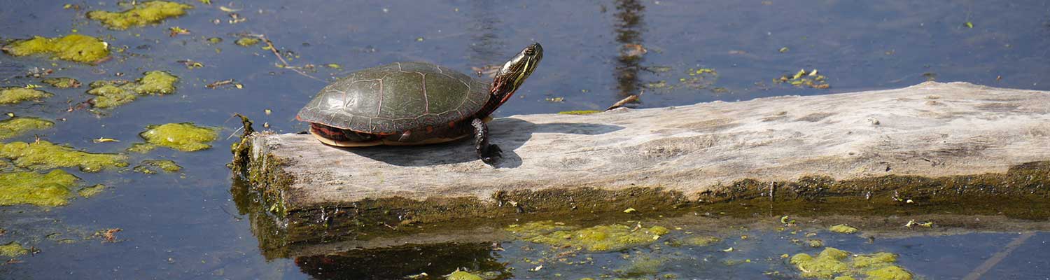 A painted turtle sits on a log
