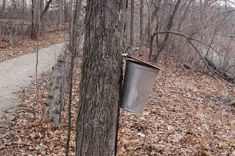 A metal maple sap collection bucket hangs off a sugar maple