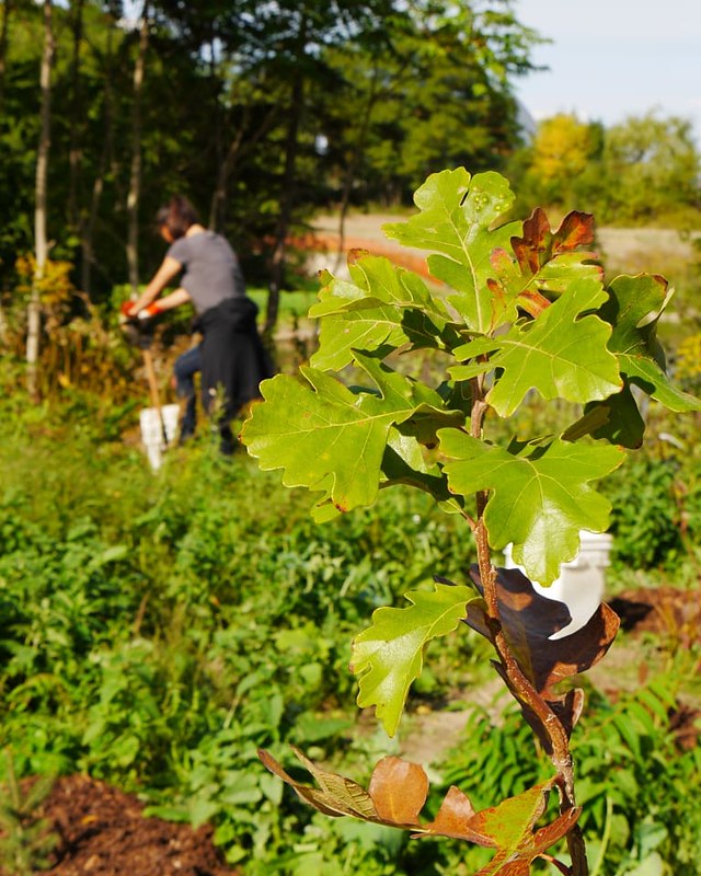 A newly planted tree in the foreground, an out-of-focus volunteer with a shovel in the background