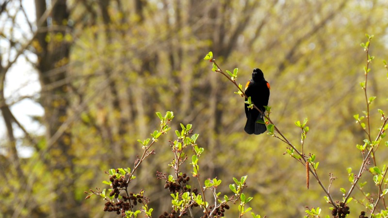 A male red-winged blackbird sings from a branch.