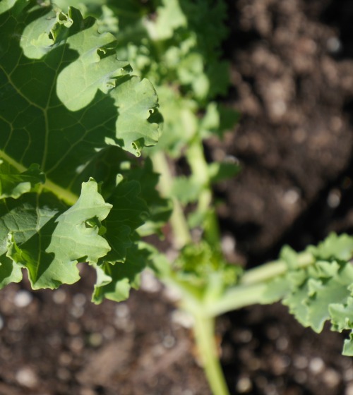 Looking down on leafy greens