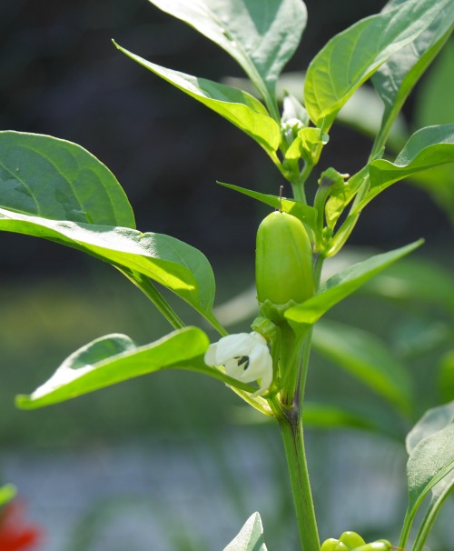 A small sweet pepper grows