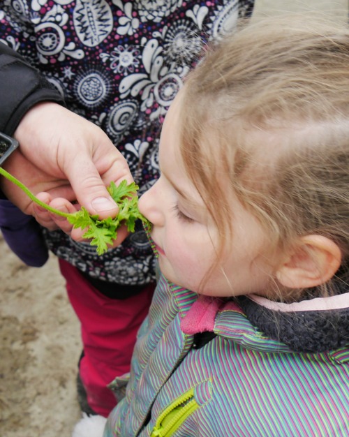 A young girl smells an herb