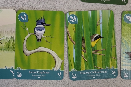 Painted images of a Kingfisher and a Common Yellowthroat are featured on cards from Birds of a Feather