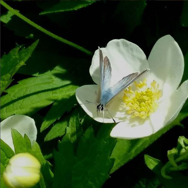 A small blue butterfly sits in a bright white flower