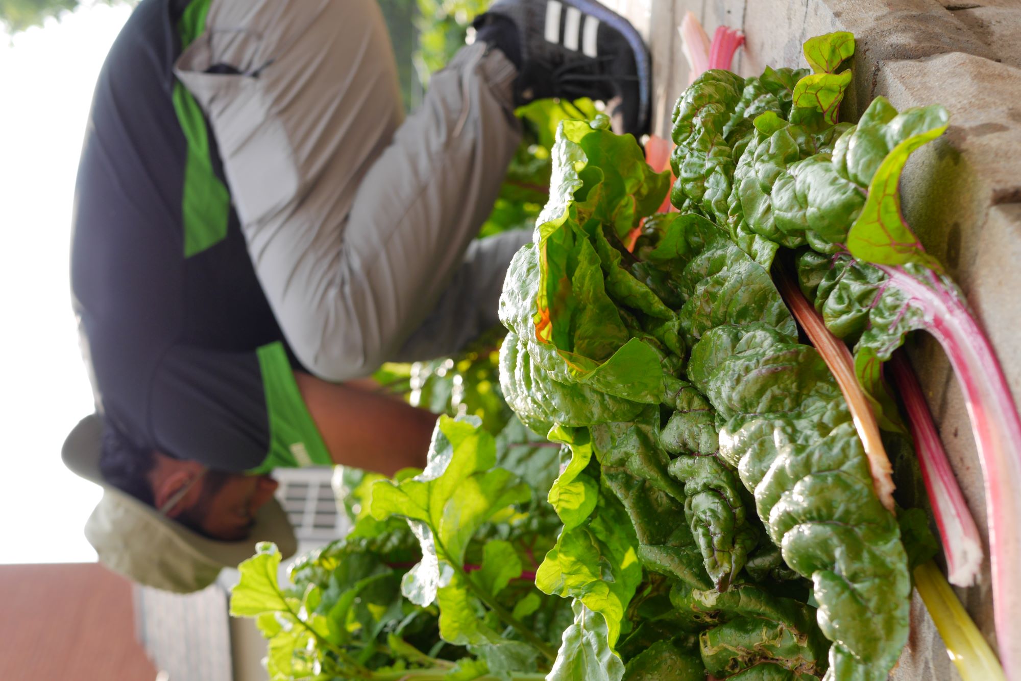 Out in the garden a pile of harvested leafy greens sit in the foreground while a person crouches on a garden wall in the background 