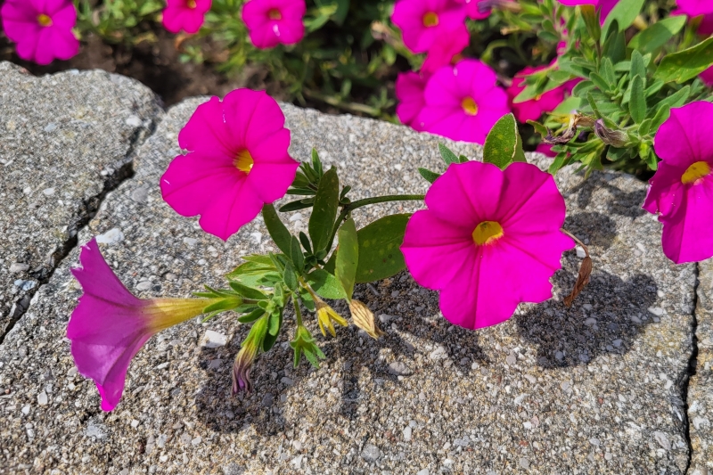 Bright pink flowers with yellow centers growing along a low stone wall