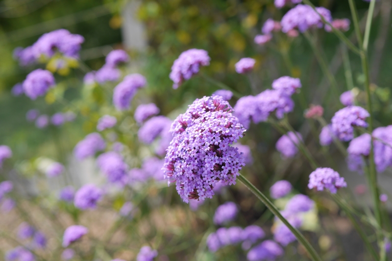 Tiny purple flowers grow in a large cluster at the end of a tall stalk.