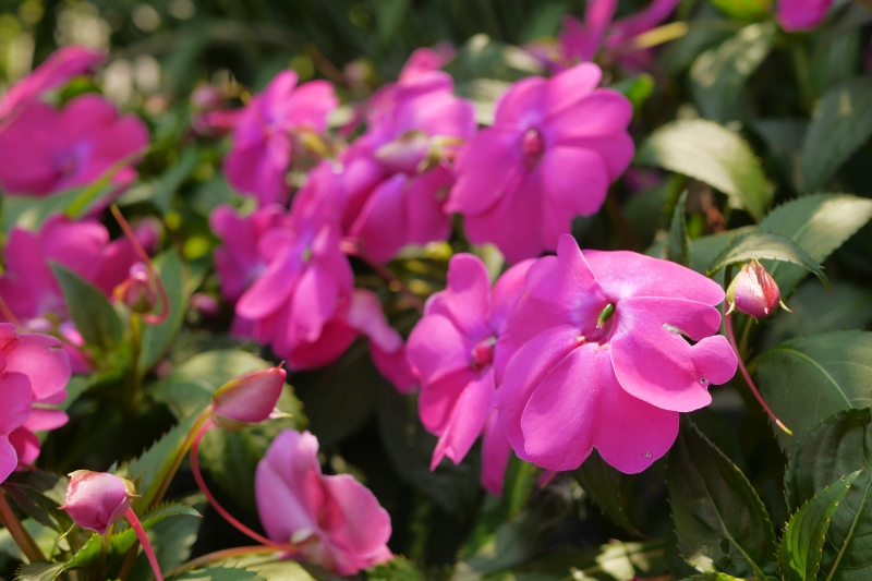 Vibrant flat pink flowers growing low to the ground.