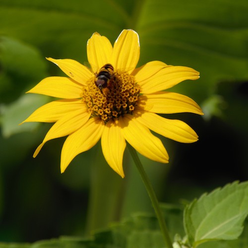 A hoverfly sits on a bright yellow flower
