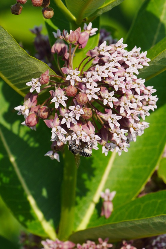 A bee feeds on a pink milkweed flower
