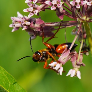 A wasp climbs on milkweed