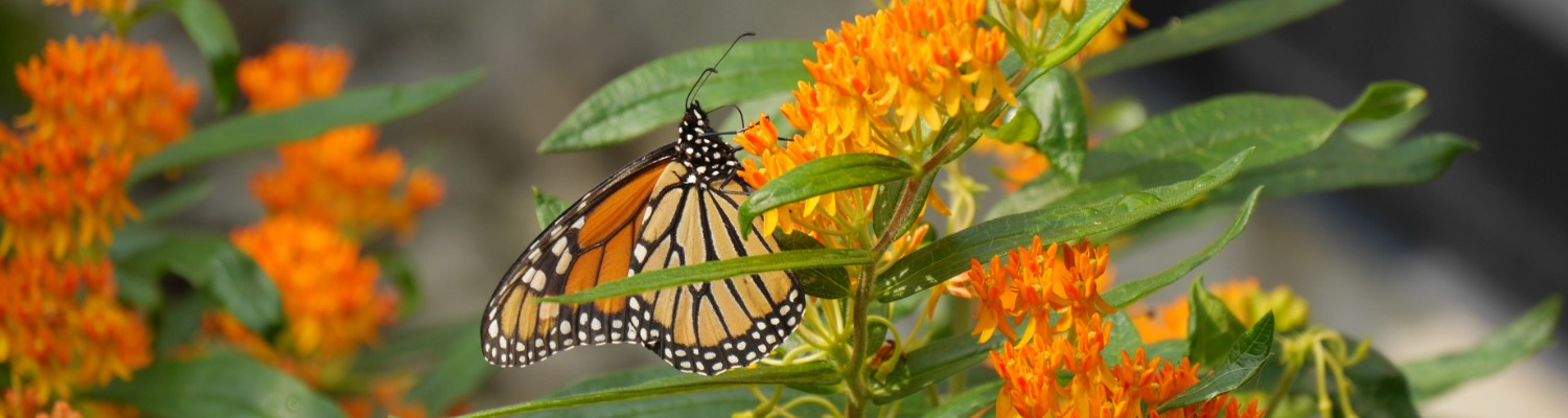 A monarch butterfly on orange butterfly weed