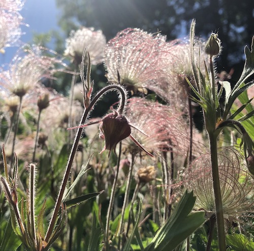 A tight pink flower and wispy pink seed plumes