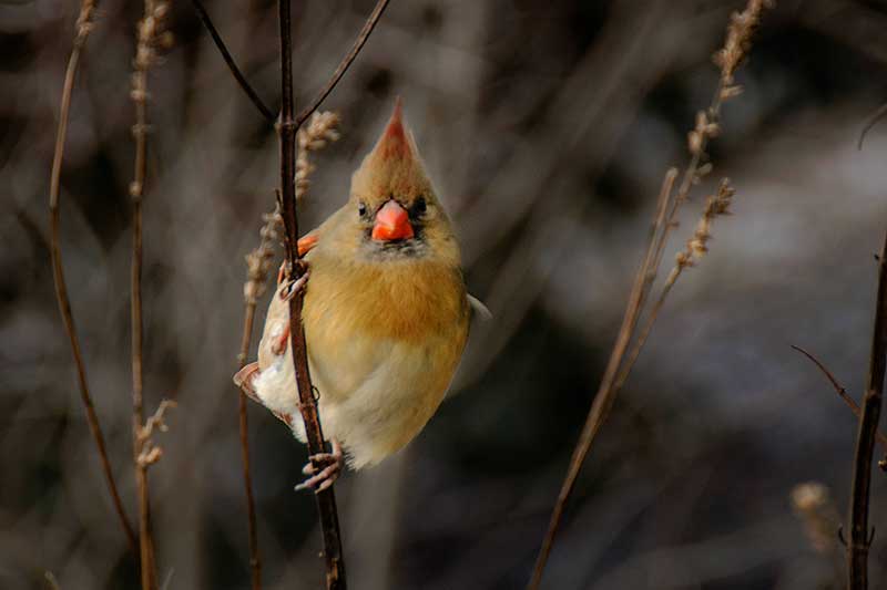 bird garden