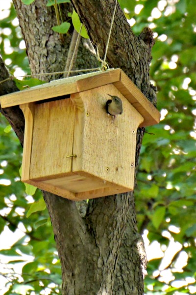 A small bird looks out of a nest box