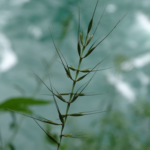 The spiky top of a tall green grass.