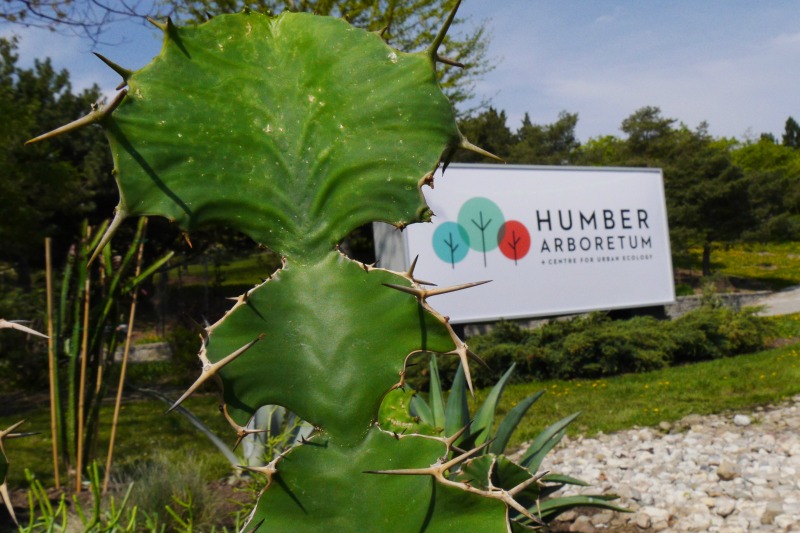 A cactus sits in front of the Humber Arboretum welcome sign