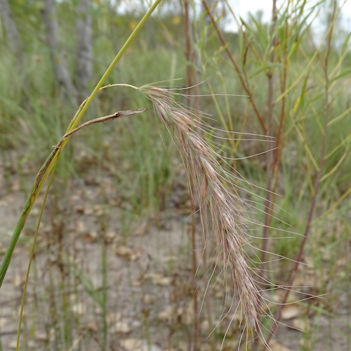 The weight of small brown seeds cause a tall, green grass to droop.