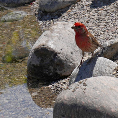 A house finch stands at the edge of a pond