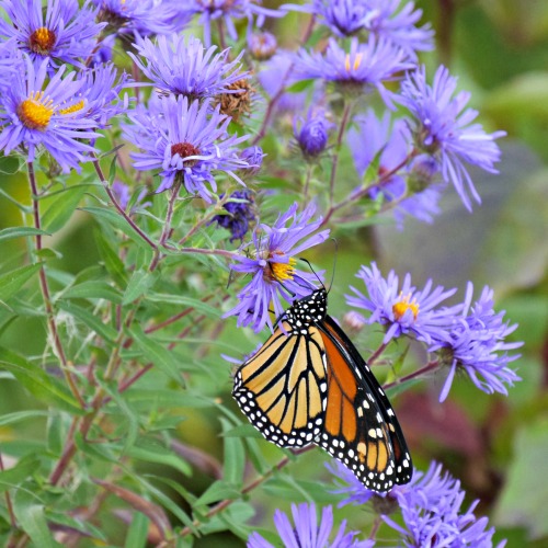 An orange and black monarch butterfly on the purple flowers of New England Aster 