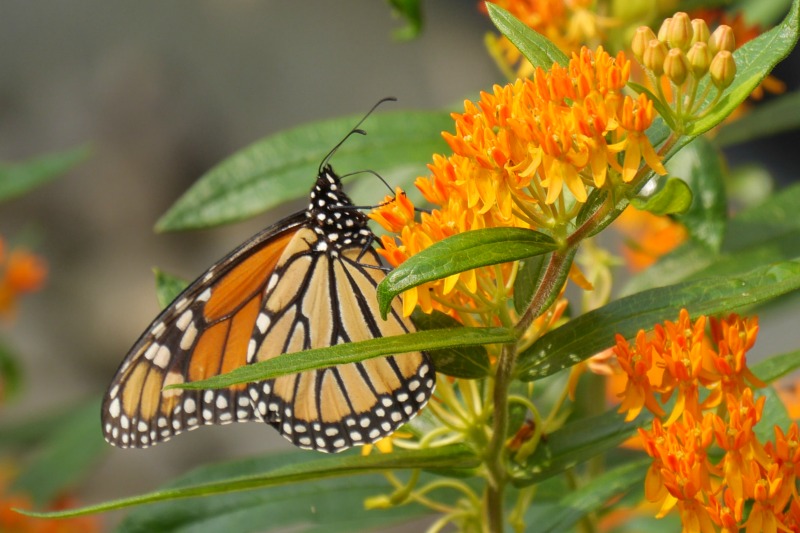A monarch sits on butterfly weed