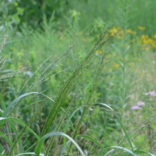 Tall green grass with small seeds at the top