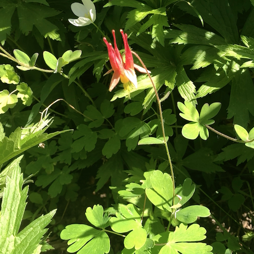 A spiky red flower nods forward