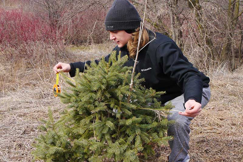 A young man measures a small tree.