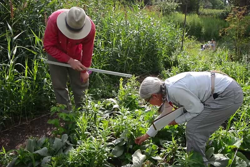 A man and woman inspect a large patch of plants.