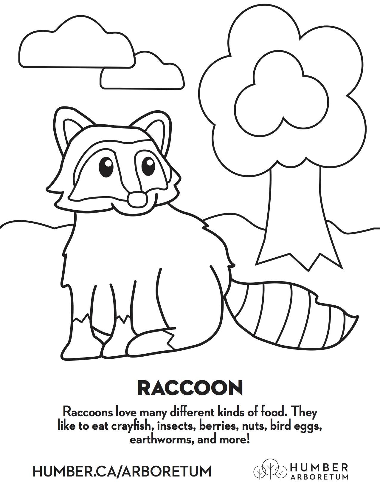 A colouring page with a cartoon raccoon