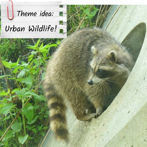 A raccoon outside the Centre for Urban Ecology. Text that looks like a handwritten note reads: Theme idea: Urban wildlife!