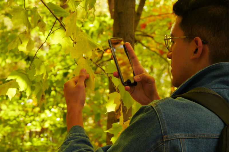 A young man takes a photo of a tree leaf with his phone