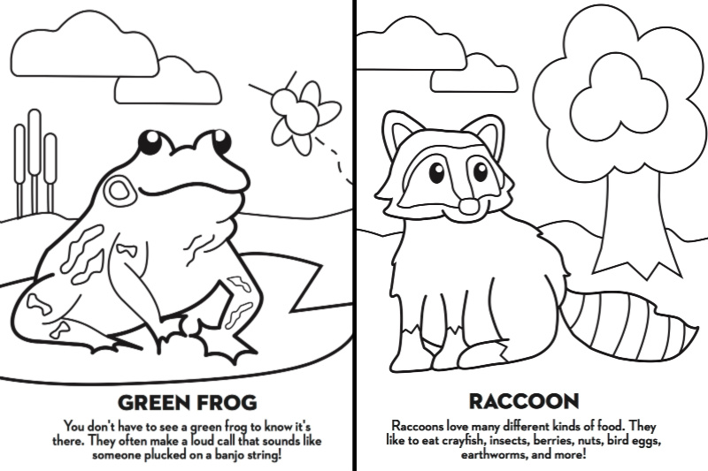 Colouring pages of a frog and raccoon