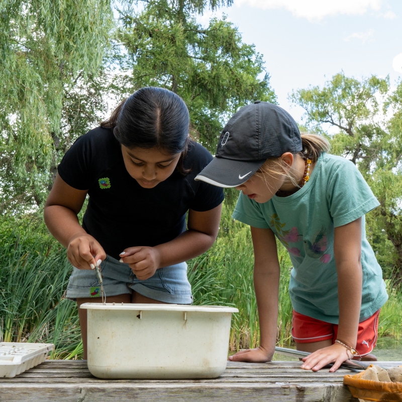 Two girls at the edge of a pond look down into a bucket of water
