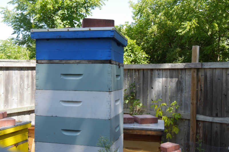 A blue and white beehive stands tall in an apiary