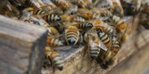 Bees climb outside a hive entrance