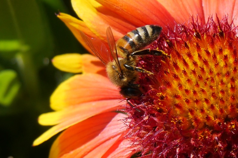 A honeybee collects pollen from a flower