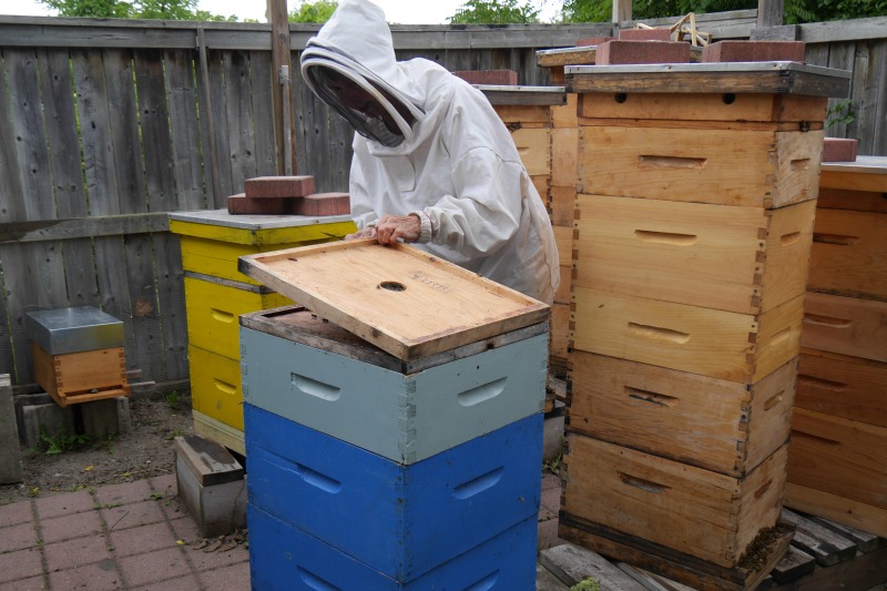 In a beekeeping suit, Fran Freeman opens an outdoor hive.