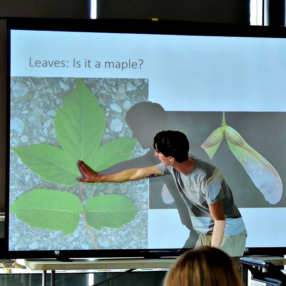 An instructor discusses an image of a leaf with the title Is It a Maple?