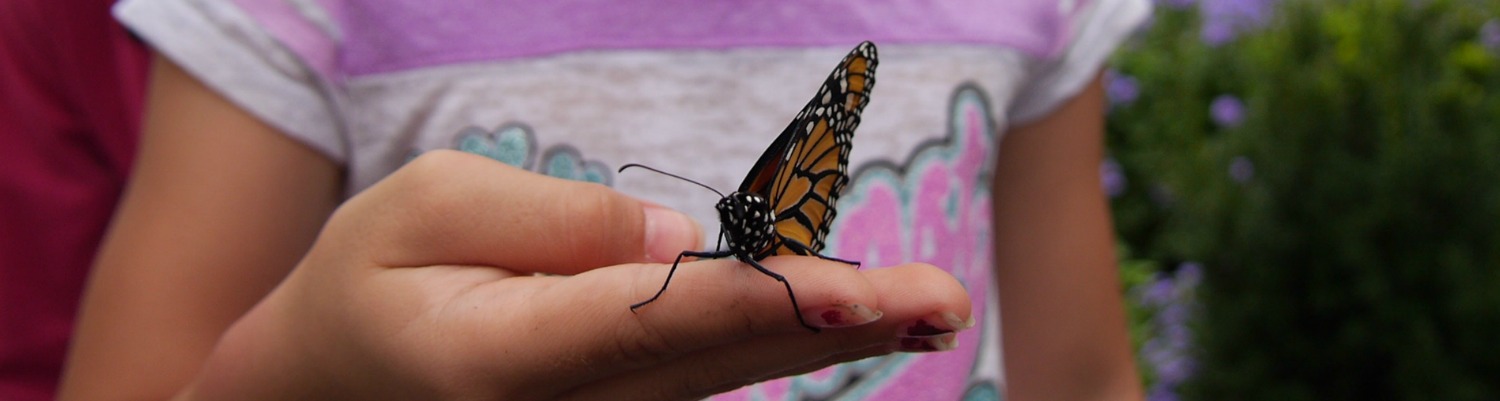 A monarch butterfly rests on a girl's hand