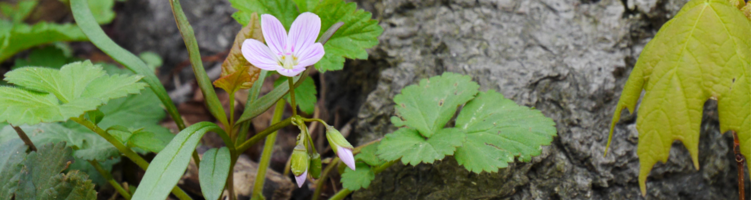 A small pink flower grows in the woods