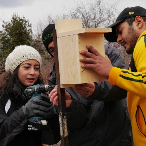 Students install a wooden bird box on a metal pole in the middle of a fall meadow