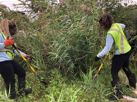 Two women in safety vests dig in a field of wild plants