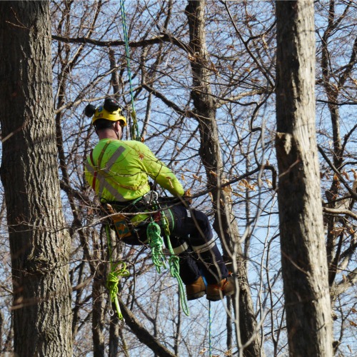 An arborist is suspended in a tree