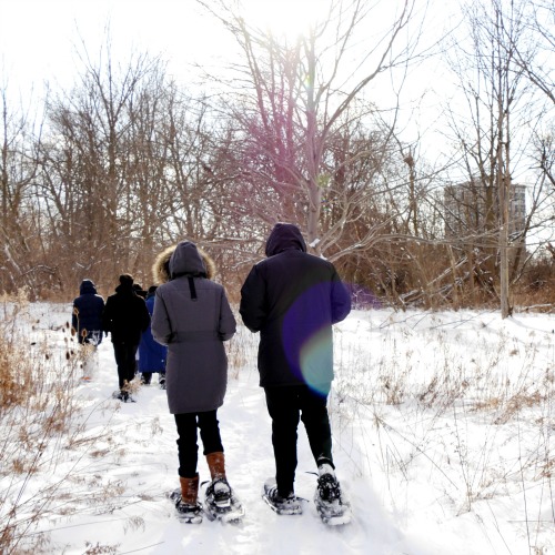 A group of people snowshoe through a meadow