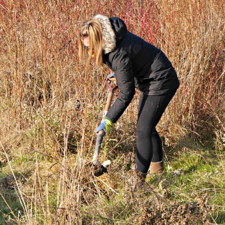 A woman plants a tree in a meadow